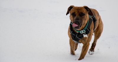 West Lothian mum's fear as dog nearly dies eating homemade Christmas decorations