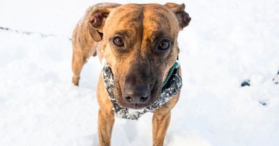 Warning to pet owners after dog nearly dies eating homemade Christmas decorations