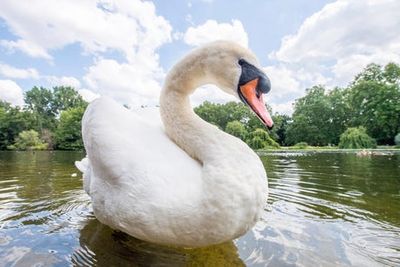 One hundred swans and geese dead as bird flu rages in London’s parks