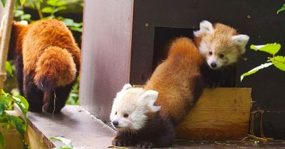 Twin Red Panda cubs die in freezing weather at Longleat Safari Park
