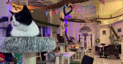 We tried the Glasgow Cat Cafe that everyone raves about and it was a pretty magical experience