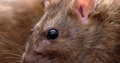 West Lothian pest control charges set to be hiked in face of budget cuts