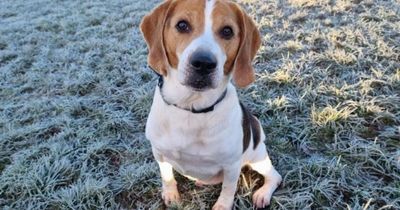 Adorable Ayrshire Beagle on the lookout for forever home this Christmas