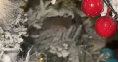 Terrified mum shaken after seeing creepy black eyes staring at her through Christmas tree