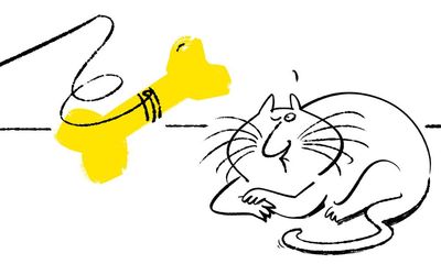 Can I train my cat like a dog? We ask an expert