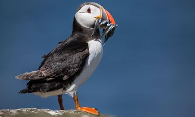 UK may ban sandeel fishing in move to save threatened seabirds