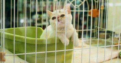 City bans all sales of dogs, cats and rabbits from popular walk-in pet shops