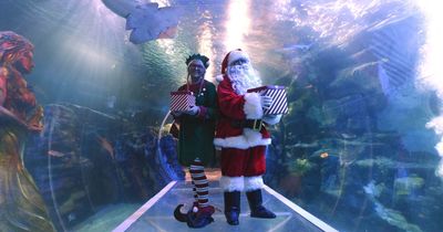 Meet Santa under the sea this Christmas with SeaLife Loch Lomond's Grotto