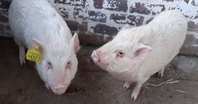 Piglets who 'hog' limelight at rescue centre need new home for Christmas as SSPCA launches appeal