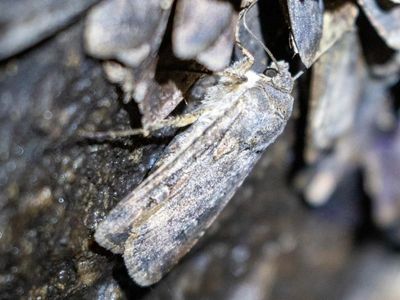 Endangered moth fights against extinction