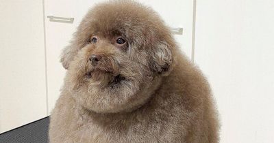 'World's cutest dog' goes viral on social media for being perfectly round