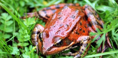 'Vaccinating' frogs may or may not protect them against a pandemic – but it does provide another option for conservation