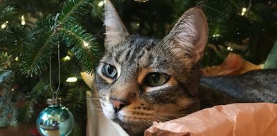Holiday foods can be toxic to pets – a veterinarian explains which, and what to do if Rover or Kitty eats them