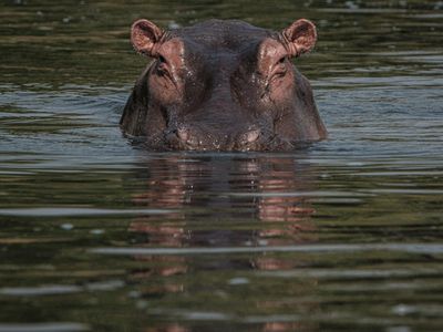 A hippo attacks a young boy, and then spits him out
