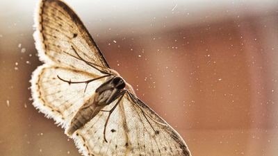 Bogong moth believed to be making comeback five years after nearing extinction