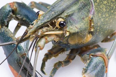 Strangest State: Where the Giant Crayfish Roam