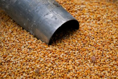 Mexico says it aims for agreement with U.S. on GM corn in January