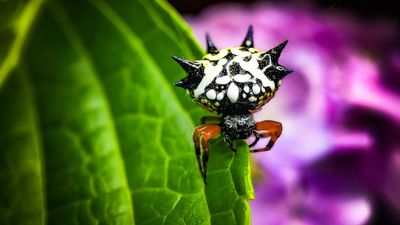 Christmas spiders on the hunt for mates as summer heats up in Western Australia's south-west