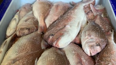 South Australian government extends ban on fishing snapper in most state waters