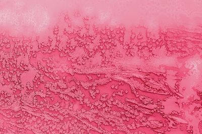 Why pink snow could spell peril for the American West