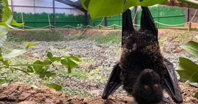 Northumberland Zoo welcomes critically endangered bats as part of vital breeding programme