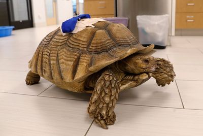 California man who drunkenly attacked decades-old African tortoise at preschool avoids jail time