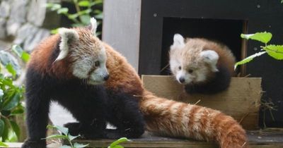 Britain's big freeze kills two rare panda cubs at safari park leaving keepers distraught