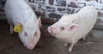 Abandoned Edinburgh piglets left to starve looking for new home this Christmas