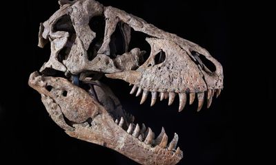 Dinosaur head sold for $6m at US auction reveals new breed of art collectors
