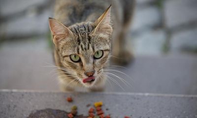 Alabama women, 85 and 61, sentenced after feeding stray cats