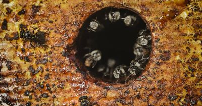 Native bees face honey trap threat