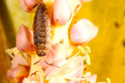 Inside the surprisingly complex life, sex, and death of a woodlouse