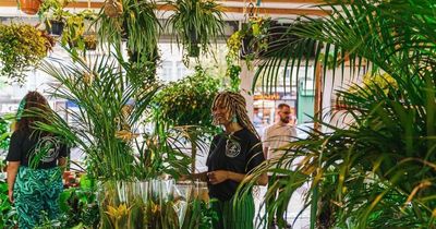 Swansea's stunning first houseplant shop that looks more like an urban jungle