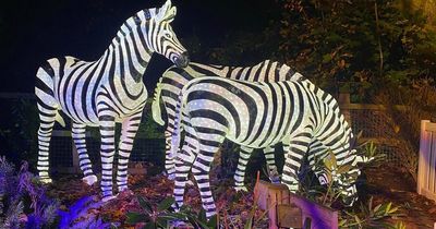I visited the Enchanted Christmas lights trail at Knowsley Safari and it was 'magical' - review