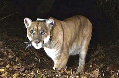 P-22, Hollywood's famous mountain lion, is euthanized after suffering injuries