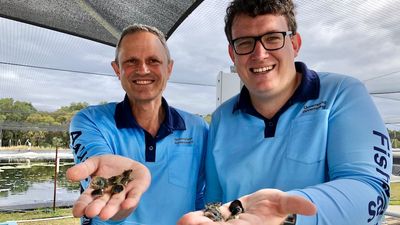 Queensland Fisheries' heat-tolerant oyster breeding breakthrough offers hope as ocean temperatures rise