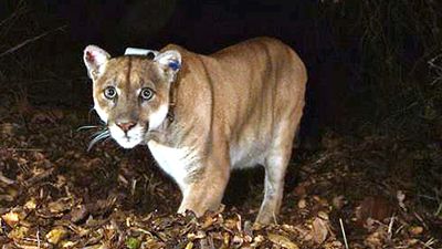 Famed Los Angeles mountain lion euthanased due to injuries, illness