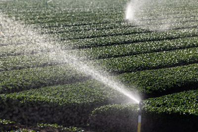 Recall extended over spinach contamination caused by leafy green ‘weed’ on Victorian farm