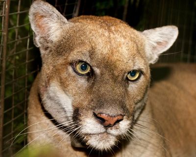 Beloved 'Hollywood Cat' mountain lion euthanized in Los Angeles