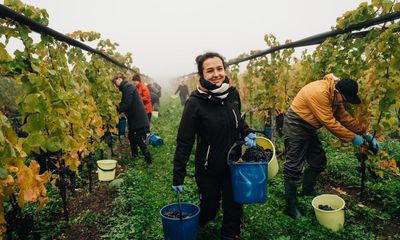 Global heating helps turns icy Sweden into unique wine-making territory