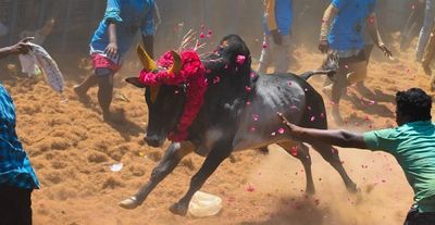 Tamil Nadu: Bull Training Begins For Jallikatu In Madurai Ahead Of Pongal