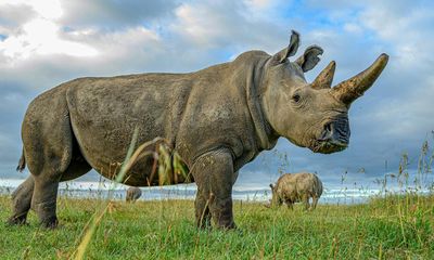 Return of the rhino: can we bring the northern white back from extinction?