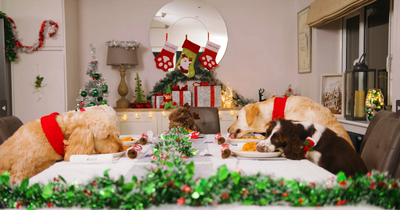 73% of dogs will get a Christmas dinner this year