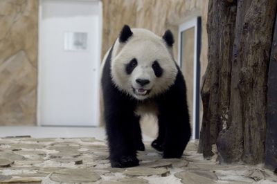 Two giant pandas have predicted that Argentina will win the World Cup over France