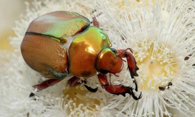 ‘A huge worry’: Christmas beetle decline spurs calls for citizen sightings
