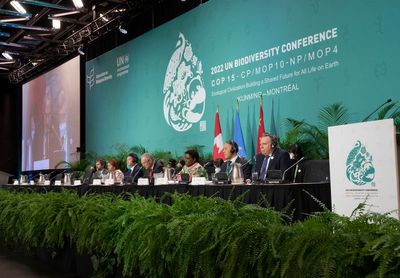 Governments move closer to deal at biodiversity conference