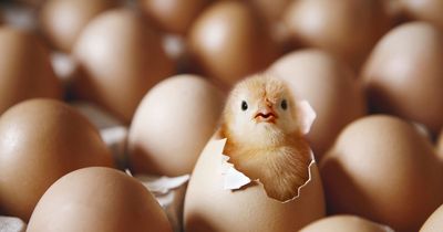 Hope for millions of day old chicks cruelly crushed or gassed to death in UK