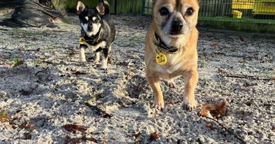 Pair of best friend Edinburgh Chihuahuas desperately want a forever home together