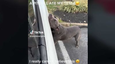 Pit Bull "Plays" With Tesla Model 3 And Does Plenty Of Damage