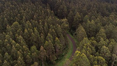 The battle for the Otway Ranges